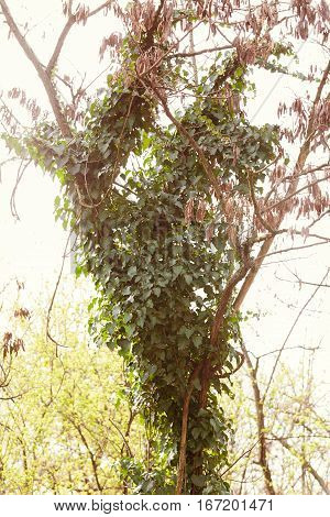Wild Tree-creeper