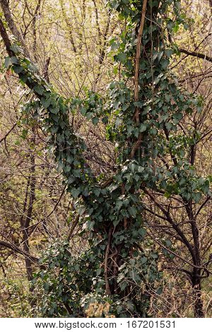 Wild Tree-creeper