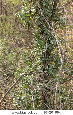 Wild Tree-creeper
