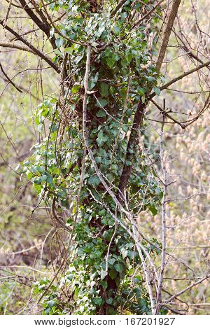 Wild Tree-creeper