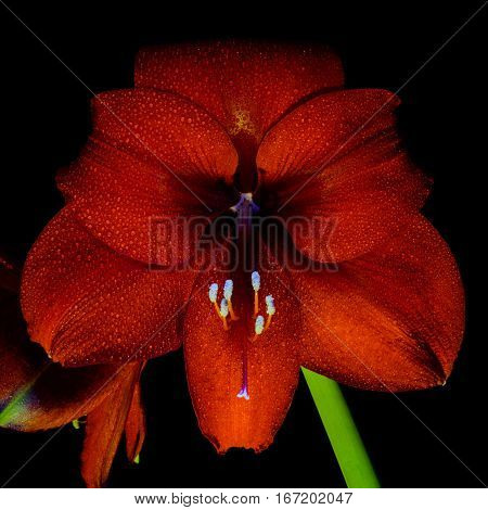 Red Amaryllis (Hippeastrum) in full bloom with stem with square crop. Water droplets. Centered