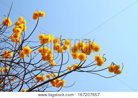 Cochlospermum regium Yellow cotton tree on nature blue sky background.