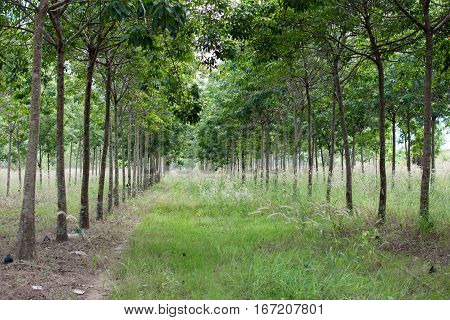 Rubber Plantation Which Has Grass, Hevea Garden In Thailand.