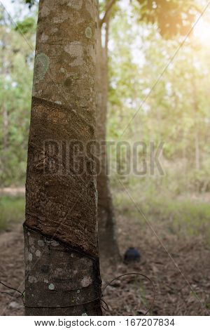 Surface And Texture By Tapping Latex From Rubber Tree