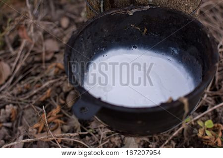 Close up latex from natural rubber tree Hevea