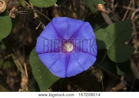 Beautiful Blue Flower with Green Leaves 1