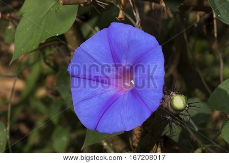 Beautiful Blue Flower with Green Leaves 2