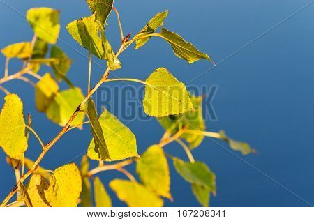 Autumn twig of poplar on a background of water