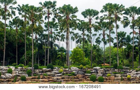 A row of plam trees in the park are arranged in front of the rock bottom.