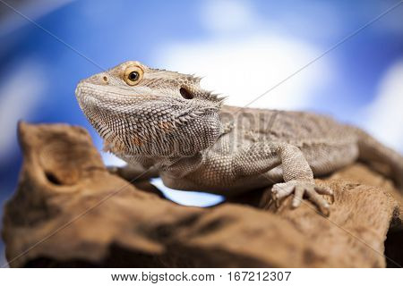 Pet, lizard Bearded Dragon on black background