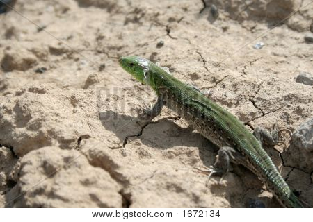 Lucertola verde 2.