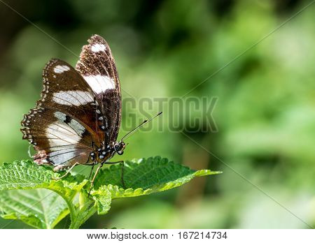 Beautiful male Danaid Eggfly (Hypolimnas misippus) butterfly with brown wings and white bands resting on green leaf