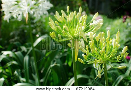 Blooming White African Lily Inflorescence delicate blue flowers on a background of foliage