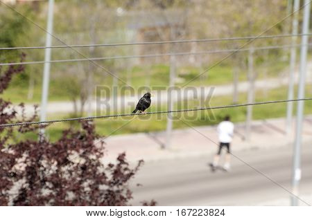 Bird and runner. Spotless Starling perched on a wire and at the background a man running in the street.