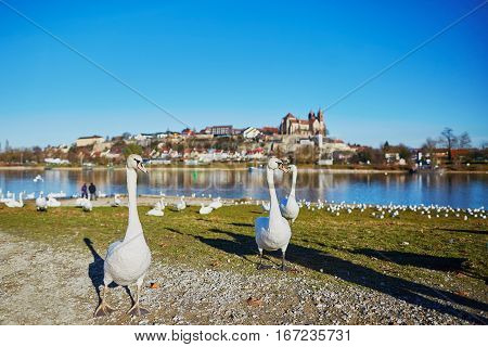 Wwans On The Rhine Bank With Breisach Castle In The Background
