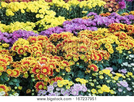 Colorful yellow daises flowers in the park, Selective focus
