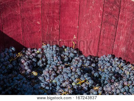 Bunches of red grapes ready to be pressed with the feet following ancient traditions and producing genuine wine.