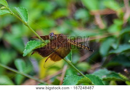 Dragon fly sitting on the stalk branches with natural background