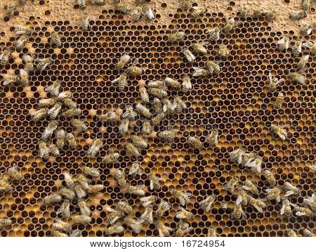 Bienen.
