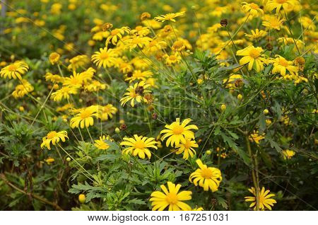 Coreopsis Verticillata Flower