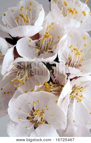 Aprikos blommor bakgrund.
