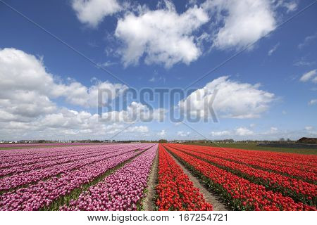 Red and pinkt tulip flowers - Nature picture