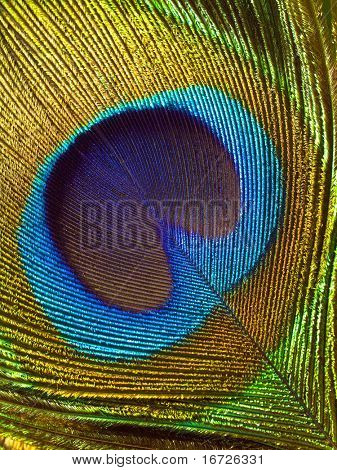 공작 깃털입니다.