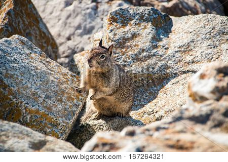 sweet curious california ground squirrel animal in california