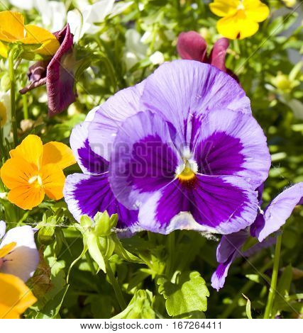 One flower pansy (viola tricolor) of violet and purple colours.
