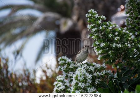 a cute little sparrow or house finch sitting on a white flowers branch