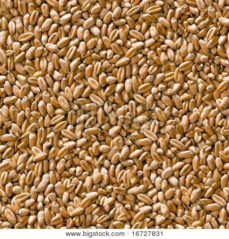 Sfondo senza soluzione di continuità di grano. (Vedere altri sfondi senza soluzione di continuità nel mio portafoglio).