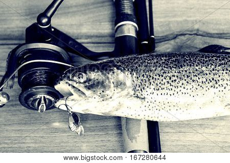 Fresh Rainbow Trout Closeup,soft Lighting Effect.