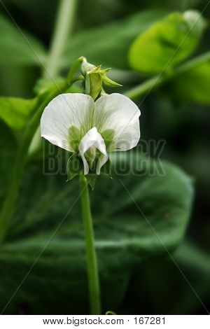 Ært blomst