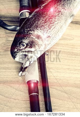 Fresh Rainbow Trout Closeup,soft Lighting Effect.
