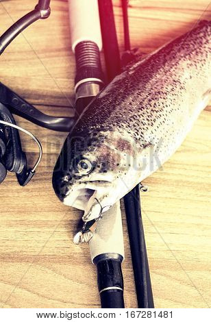 Fresh Rainbow Trout Closeup,soft Lighting Effect.