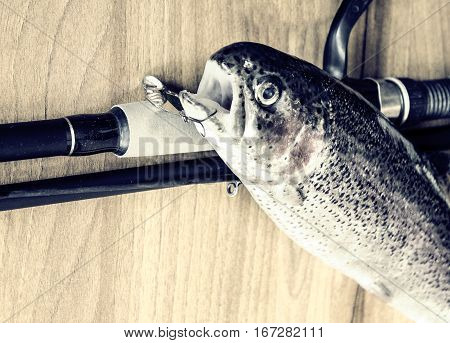 Fresh Rainbow Trout Closeup,soft Lighting Effect.