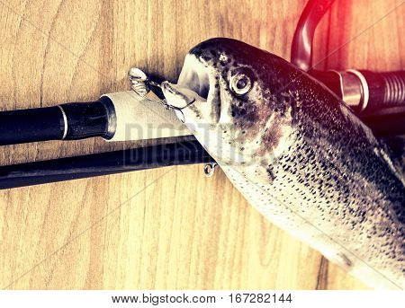 Fresh Rainbow Trout Closeup,soft Lighting Effect.