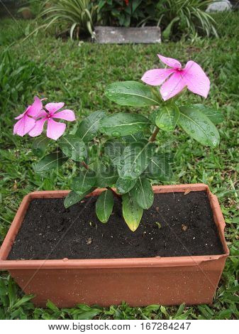 Small pink flowers in a brown flowerpot on the grass