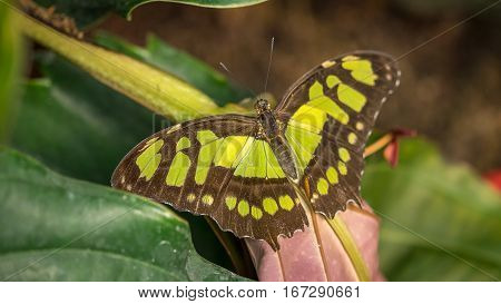 A Malachite Butterfly Siproeta Stelenes at rest