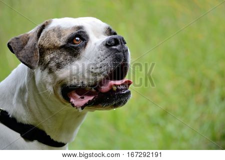Portrait of an American Bulldogg - close up and depth of field