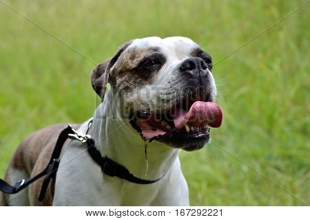 Portrait of an American Bulldogge outdoors the tongue curling