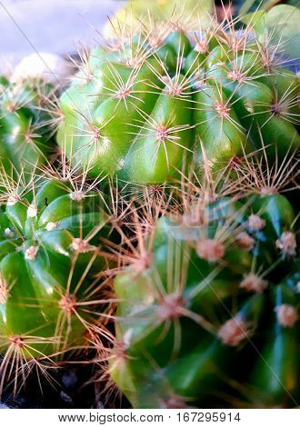 Cactus with sharp thorns, but beautiful soft focus.