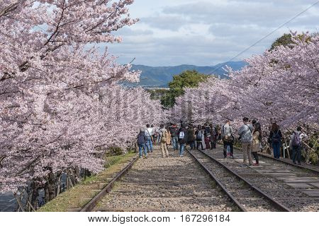 Kyoto Japan - April 5 2016: Keage incline with sakura (cherry blossoms) Kyoto.