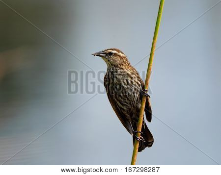 Femaile Red-winged Blackbird clinging to a reed growing out of the water in Florida wetlands
