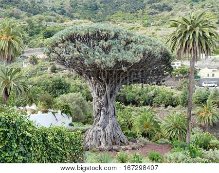 oldest dragon tree in Icod de los vinos,Tenerife island