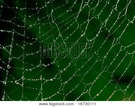 Web z krople wody na zielonym tle.