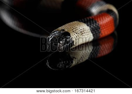 Close-up Campbell's milk snake, Lampropeltis triangulum campbelli, isolated on black background with reflection