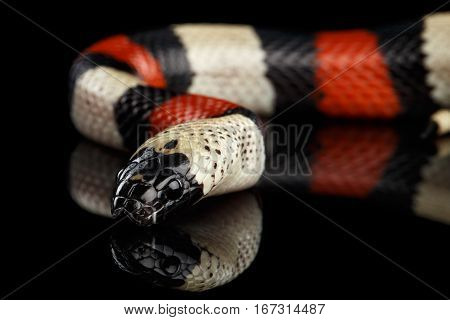 Close-up Campbell's milk snake, Lampropeltis triangulum campbelli, isolated on black background with reflection
