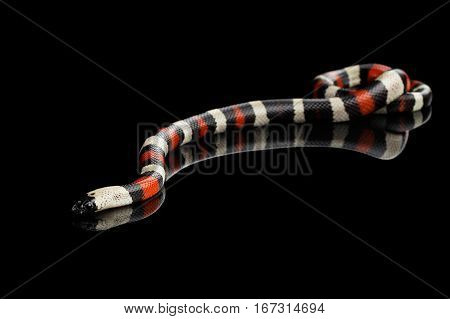 Campbell's milk snake, Lampropeltis triangulum campbelli, isolated on black background with reflection
