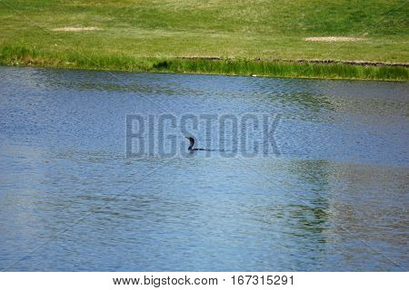 A double crested cormorant (Phalacrocorax auritus) swims in a small lake in Joliet, Illinois during June.